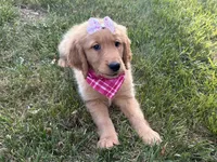 Valentine , a female Golden Retriever for sale in Boonville, NC – Photo 8 of 9