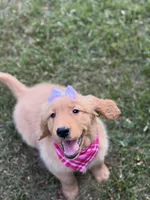 Valentine , a female Golden Retriever for sale in Boonville, NC – Photo 3 of 9