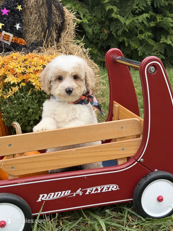 Griffin  – Miniature Goldendoodle puppy for sale in Boonville, NC