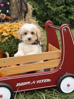 Griffin , a male Miniature Goldendoodle for sale in Boonville, NC – 6 of 8