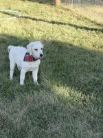 Malory , a female English Cream Golden Retriever for sale in Boonville, NC – 2 of 6
