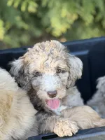 Bessie , a female Aussiedoodle for sale in Boonville, NC – 1 of 5
