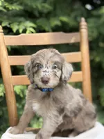 River , a male Aussiedoodle and Poodle - Standard  for sale in Boonville, NC – 5 of 6