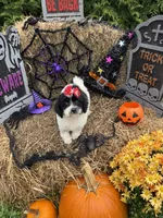 Maddie , a female Miniature Goldendoodle for sale in Boonville, NC – 9 of 10