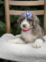 Honey , a female Aussiedoodle and Poodle - Standard  for sale in Boonville, NC – 3 of 4