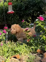 Nellie , a female Aussiedoodle for sale in Boonville, NC – 2 of 6