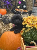 Oliver , a male Miniature Goldendoodle for sale in Boonville, NC – 10 of 10