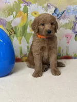 Chance , a male Goldendoodle and Poodle - Standard  for sale in Boonville, NC – Photo 3 of 3