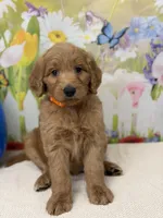Chance , a male Goldendoodle and Poodle - Standard  for sale in Boonville, NC – Photo 2 of 3