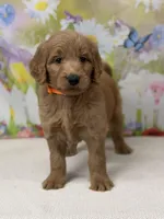 Chance , a male Goldendoodle and Poodle - Standard  for sale in Boonville, NC – Photo 1 of 3