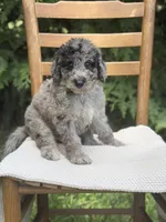 Rain, a male Aussiedoodle and Poodle - Standard  for sale in Boonville, NC – 2 of 4