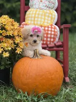 Lainey , a female Miniature Goldendoodle for sale in Boonville, NC – 6 of 6