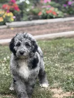 Cole , a male Aussiedoodle and Poodle - Standard  for sale in Boonville, NC – 4 of 6
