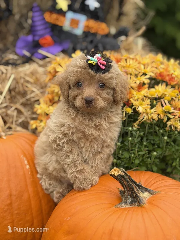 Anna – Miniature Goldendoodle puppy for sale in Boonville, NC
