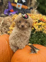 Anna, a female Miniature Goldendoodle for sale in Boonville, NC – 1 of 5