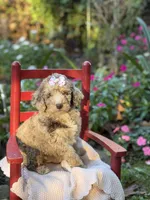 Bessie , a female Aussiedoodle for sale in Boonville, NC – 5 of 5