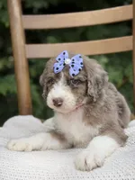 Honey , a female Aussiedoodle and Poodle - Standard  for sale in Boonville, NC – 4 of 4