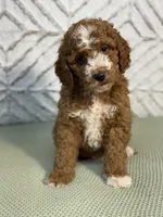 Brooks , a female Cockapoo and Miniature Goldendoodle for sale in Boonville, NC – Photo 1 of 3