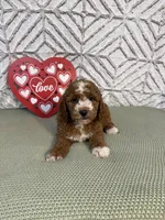 Brooks , a female Cockapoo and Miniature Goldendoodle for sale in Boonville, NC – Photo 2 of 3