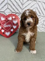 Brooks , a female Cockapoo and Miniature Goldendoodle for sale in Boonville, NC – Photo 3 of 3