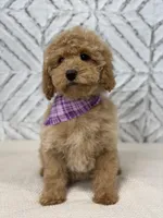 Zoe , a female Cockapoo and Poodle - Miniature  for sale in Boonville, NC – Photo 4 of 4