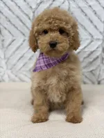 Zoe , a female Cockapoo and Poodle - Miniature  for sale in Boonville, NC – Photo 3 of 4