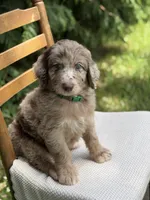 Hershey, a male Aussiedoodle and Poodle - Standard  for sale in Boonville, NC – 5 of 6