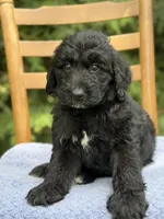 Jett, a male Aussiedoodle and Poodle - Standard  for sale in Boonville, NC – 2 of 3