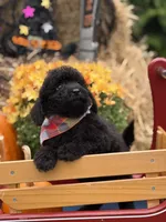 Oliver , a male Miniature Goldendoodle for sale in Boonville, NC – 2 of 10