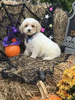 Griffin , a male Miniature Goldendoodle for sale in Boonville, NC – 8 of 8