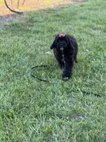 Ellie, a female Cockapoo and Miniature Goldendoodle for sale in Boonville, NC – Photo 6 of 8