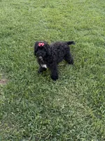 Ellie, a female Cockapoo and Miniature Goldendoodle for sale in Boonville, NC – Photo 8 of 8