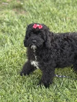 Ellie, a female Cockapoo and Miniature Goldendoodle for sale in Boonville, NC – Photo 3 of 8