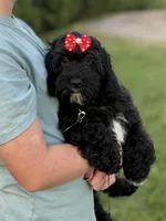 Ellie, a female Cockapoo and Miniature Goldendoodle for sale in Boonville, NC – Photo 4 of 8