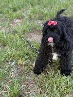 Ellie, a female Cockapoo and Miniature Goldendoodle for sale in Boonville, NC – Photo 5 of 8