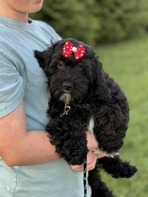 Ellie – Cockapoo, Miniature Goldendoodle puppy for sale in Boonville, NC