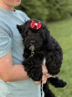 Ellie, a female Cockapoo and Miniature Goldendoodle for sale in Boonville, NC – Photo 1 of 8