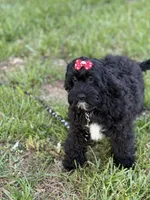 Ellie, a female Cockapoo and Miniature Goldendoodle for sale in Boonville, NC – Photo 2 of 8