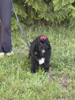 Ellie, a female Cockapoo and Miniature Goldendoodle for sale in Boonville, NC – Photo 7 of 8