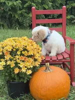 Griffin , a male Miniature Goldendoodle for sale in Boonville, NC – 2 of 8