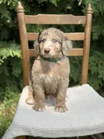 Hershey, a male Aussiedoodle and Poodle - Standard  for sale in Boonville, NC – 3 of 6
