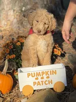 Milo, a male Aussiedoodle for sale in Boonville, NC – 5 of 6