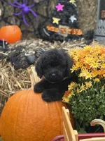 Oliver , a male Miniature Goldendoodle for sale in Boonville, NC – 4 of 10