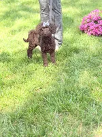 Delilah , a female Poodle - Miniature  and Miniature Goldendoodle for sale in Boonville, NC – 7 of 8