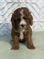 Waylon, a female Cockapoo and Miniature Goldendoodle for sale in Boonville, NC – Photo 1 of 6