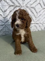 Waylon, a female Cockapoo and Miniature Goldendoodle for sale in Boonville, NC – Photo 5 of 6