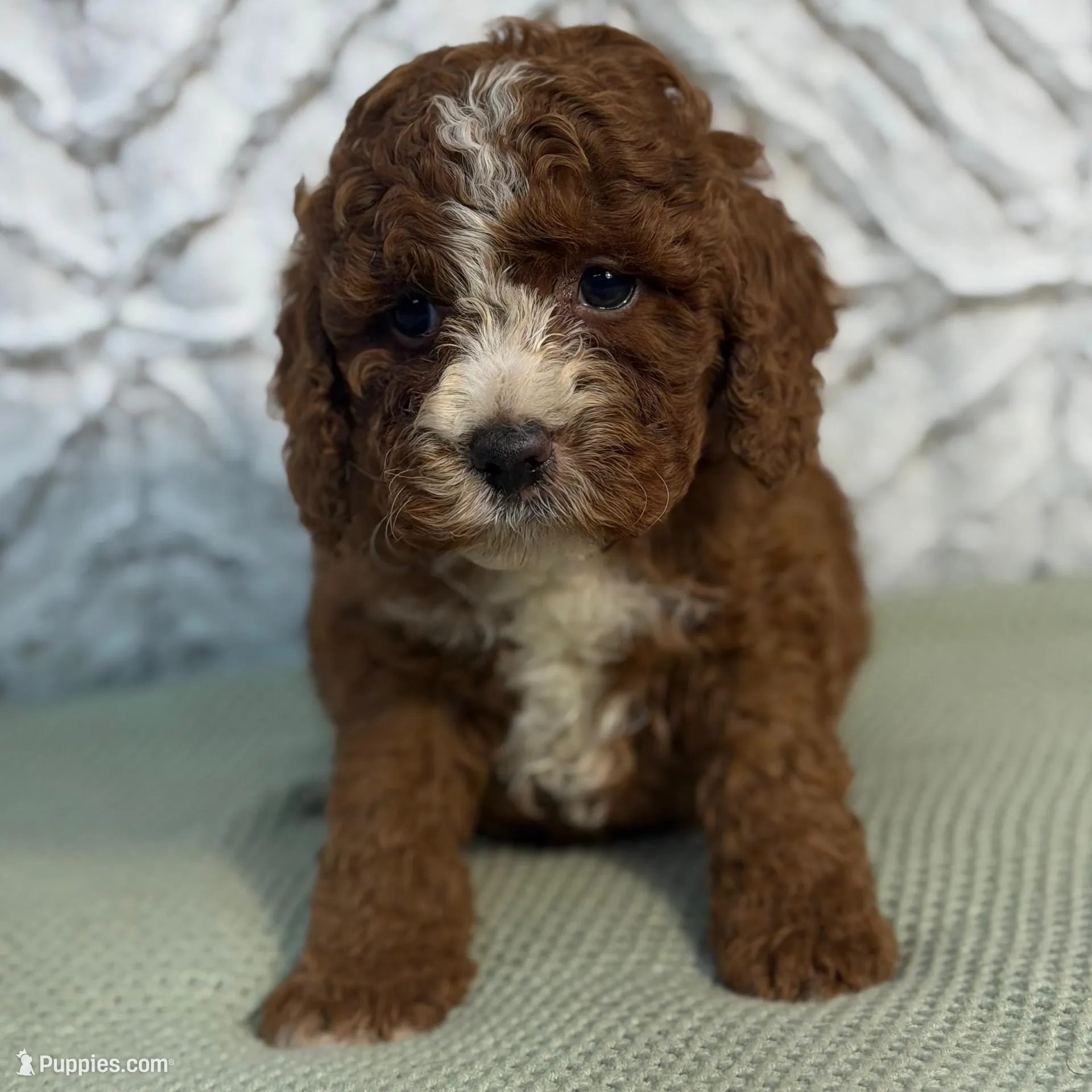 Waylon, a female Cockapoo and Miniature Goldendoodle for sale in Boonville, NC – Photo 2 of 6