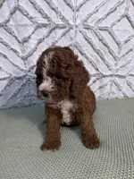 Waylon, a female Cockapoo and Miniature Goldendoodle for sale in Boonville, NC – Photo 6 of 6