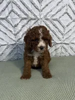 Waylon, a female Cockapoo and Miniature Goldendoodle for sale in Boonville, NC – Photo 4 of 6