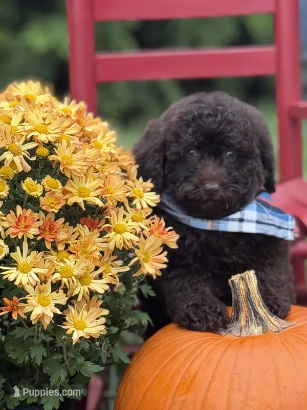 Sawyer  – Miniature Goldendoodle puppy for sale in Boonville, NC